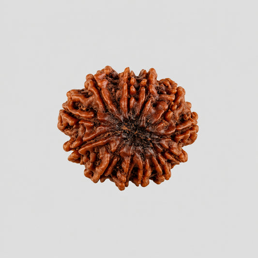 12 Mukhi Rudraksha – Super Collector