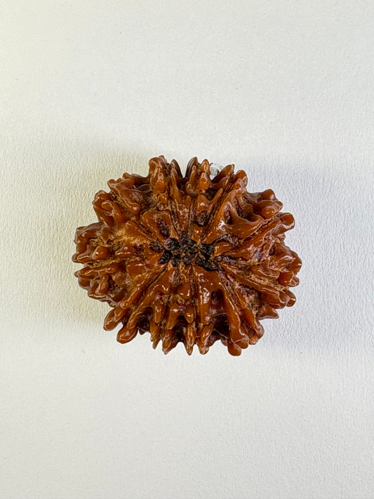 11 Mukhi Rudraksha