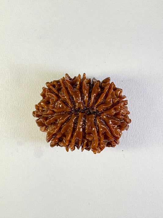 13 Mukhi Rudraksha – Rare