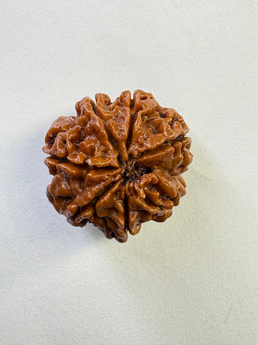 7 Mukhi Rudraksha ā Premium