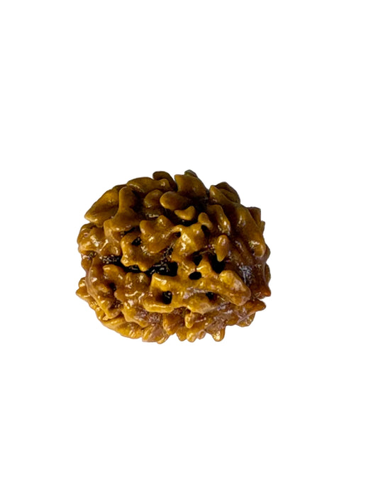 2 Mukhi Rudraksha – Premium – Nepal