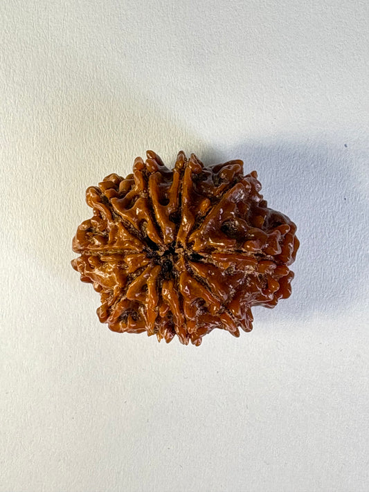 10 Mukhi Rudraksha