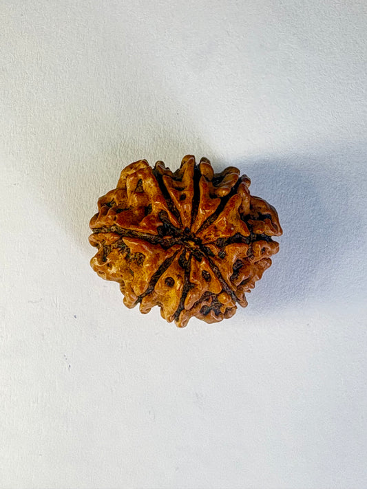 8 Mukhi Rudraksha