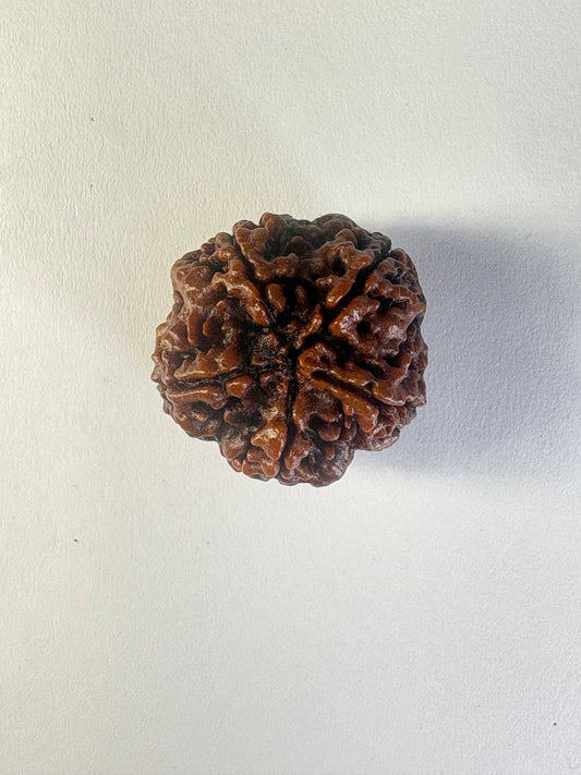 5 Mukhi Rudraksha