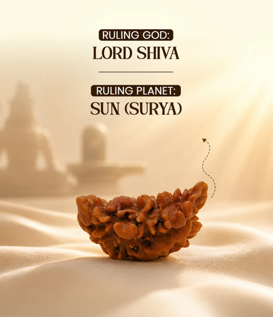 1 Mukhi Rudraksha – Premium – Indonesia