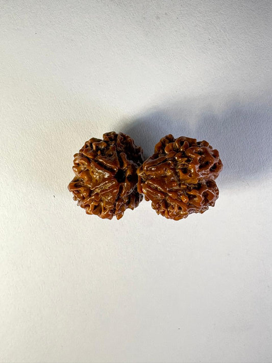 Gauri Shankar Rudraksha