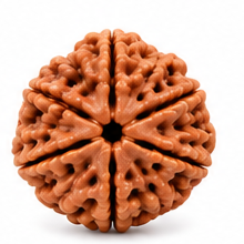12 Mukhi Rudraksha