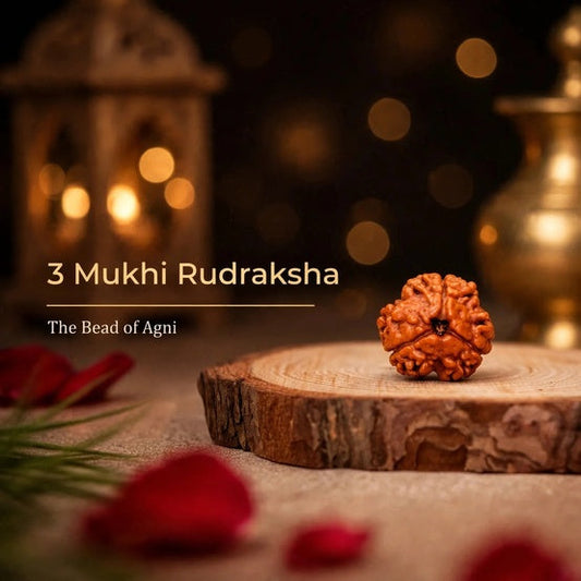 3 मुखी रुद्राक्ष के फायदे, धारण विधि, मंत्र और कीमत