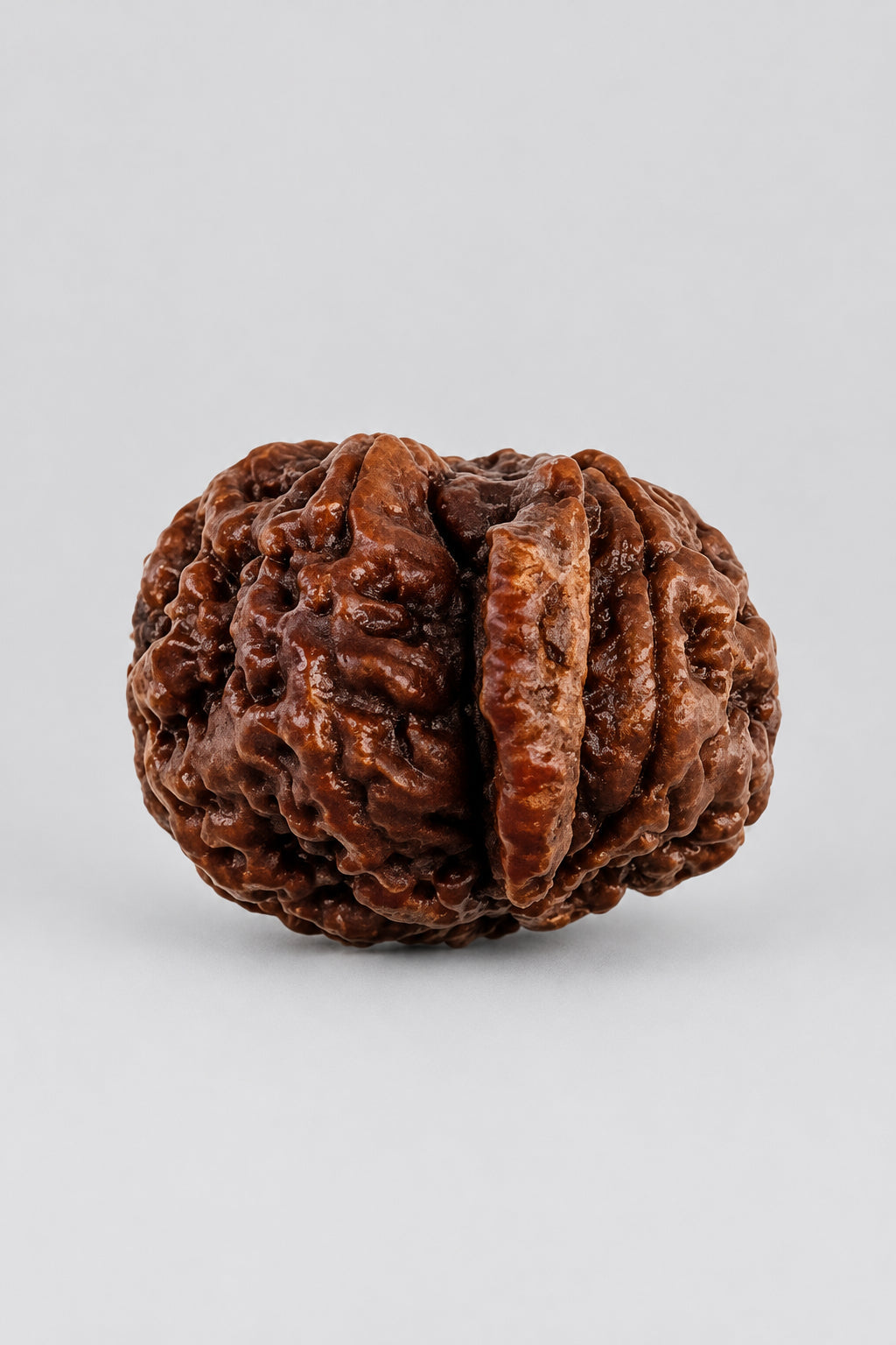 Ganesh Rudraksha with natural trunk-like projection