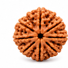 2 Mukhi Rudraksha bead with two natural lines