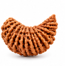 Rudraksha bead for choosing by rashi