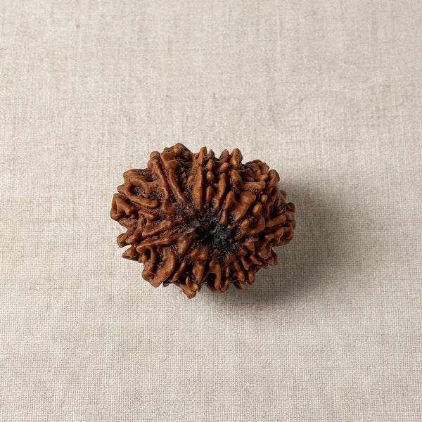 11 Mukhi Rudraksha