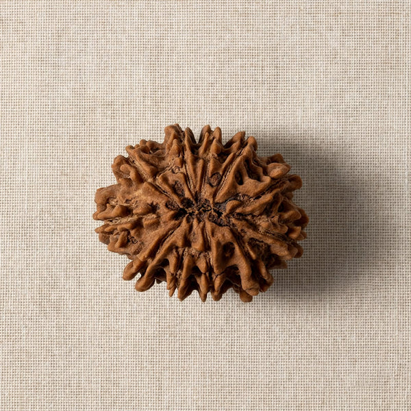 12 Mukhi Rudraksha