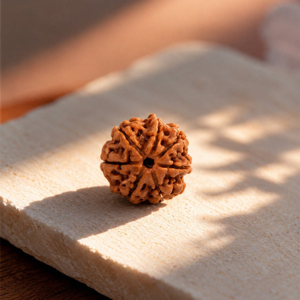 7 Mukhi Rudraksha