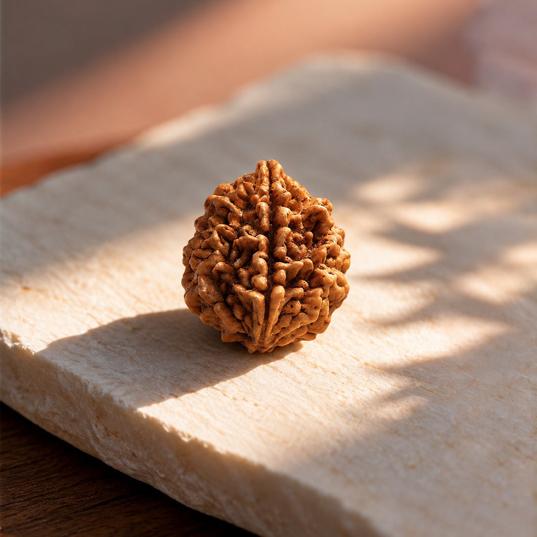 2 Mukhi Rudraksha