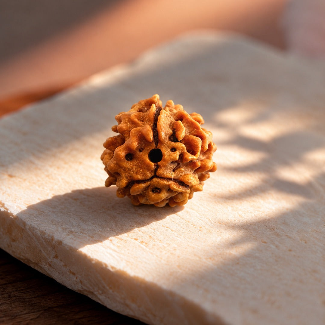 3 Mukhi Rudraksha