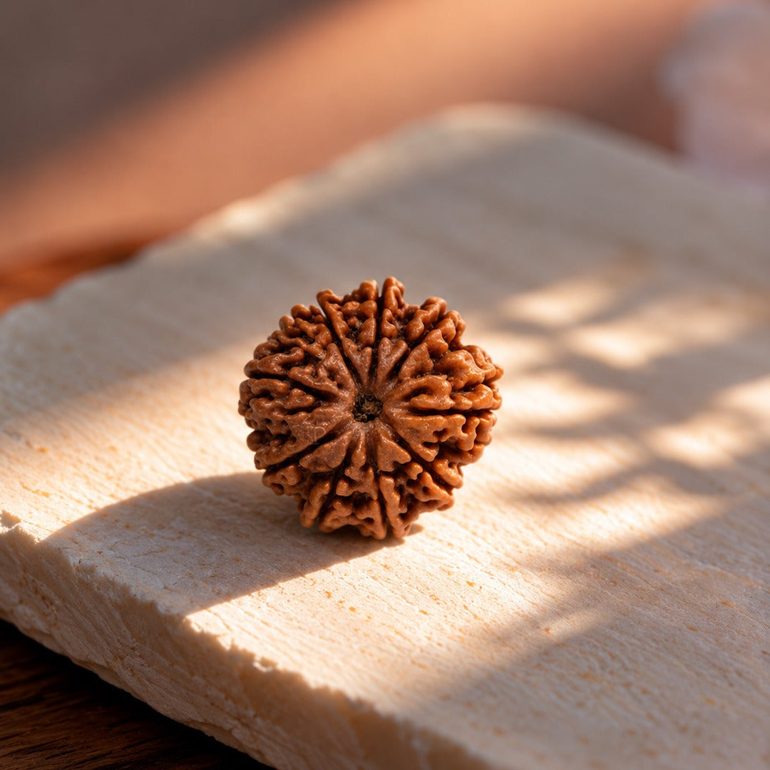 9 Mukhi Rudraksha