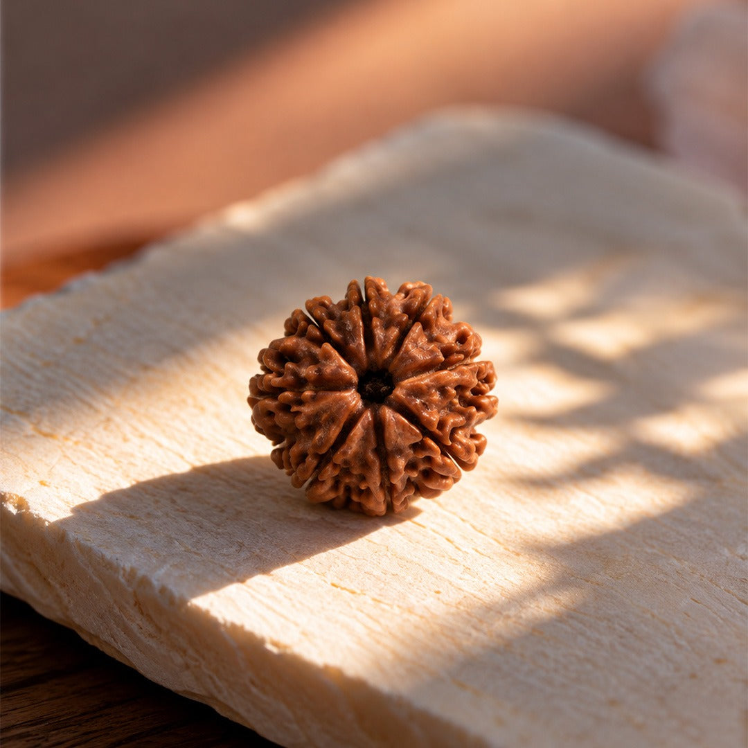 8 Mukhi Rudraksha