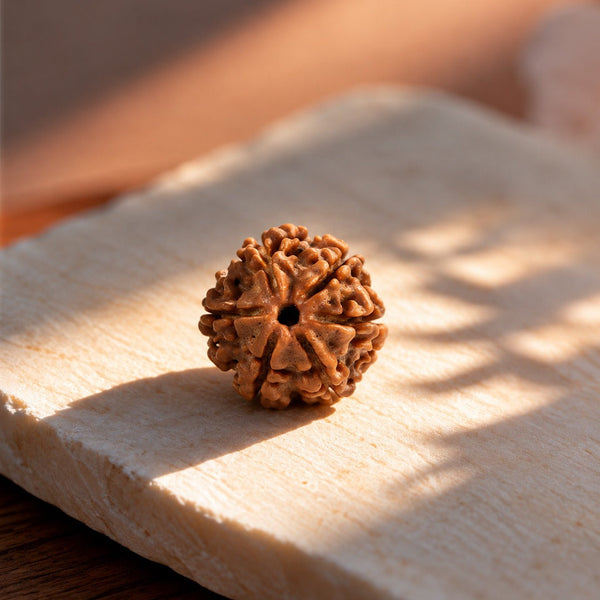 6 Mukhi Rudraksha
