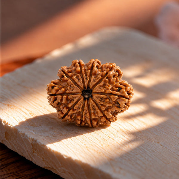 10 Mukhi Rudraksha