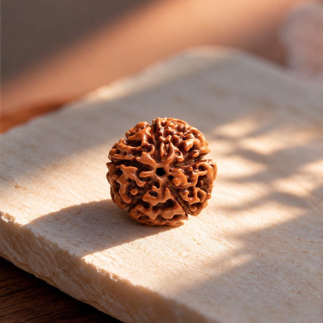 5 Mukhi Rudraksha