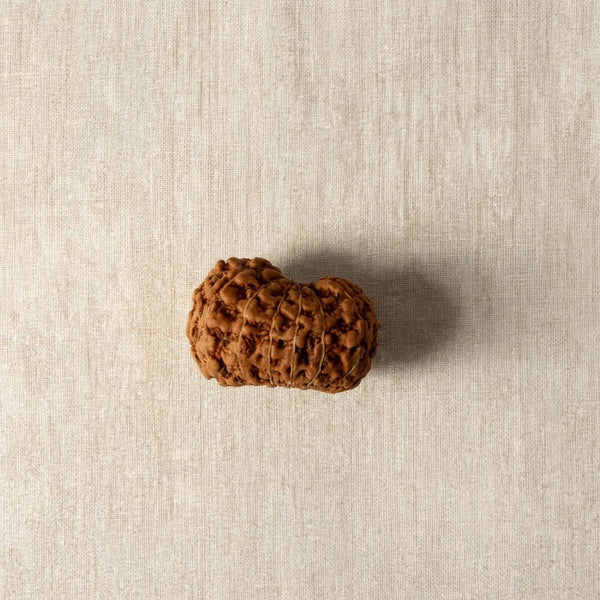 14 Mukhi Rudraksha