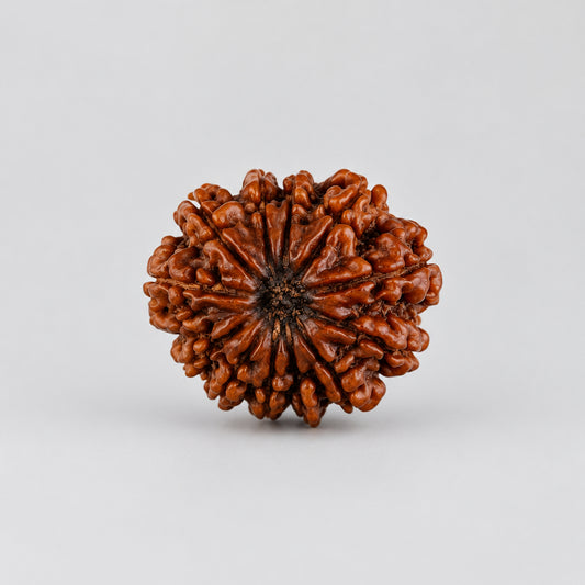 12 Mukhi Rudraksha – Super Collector