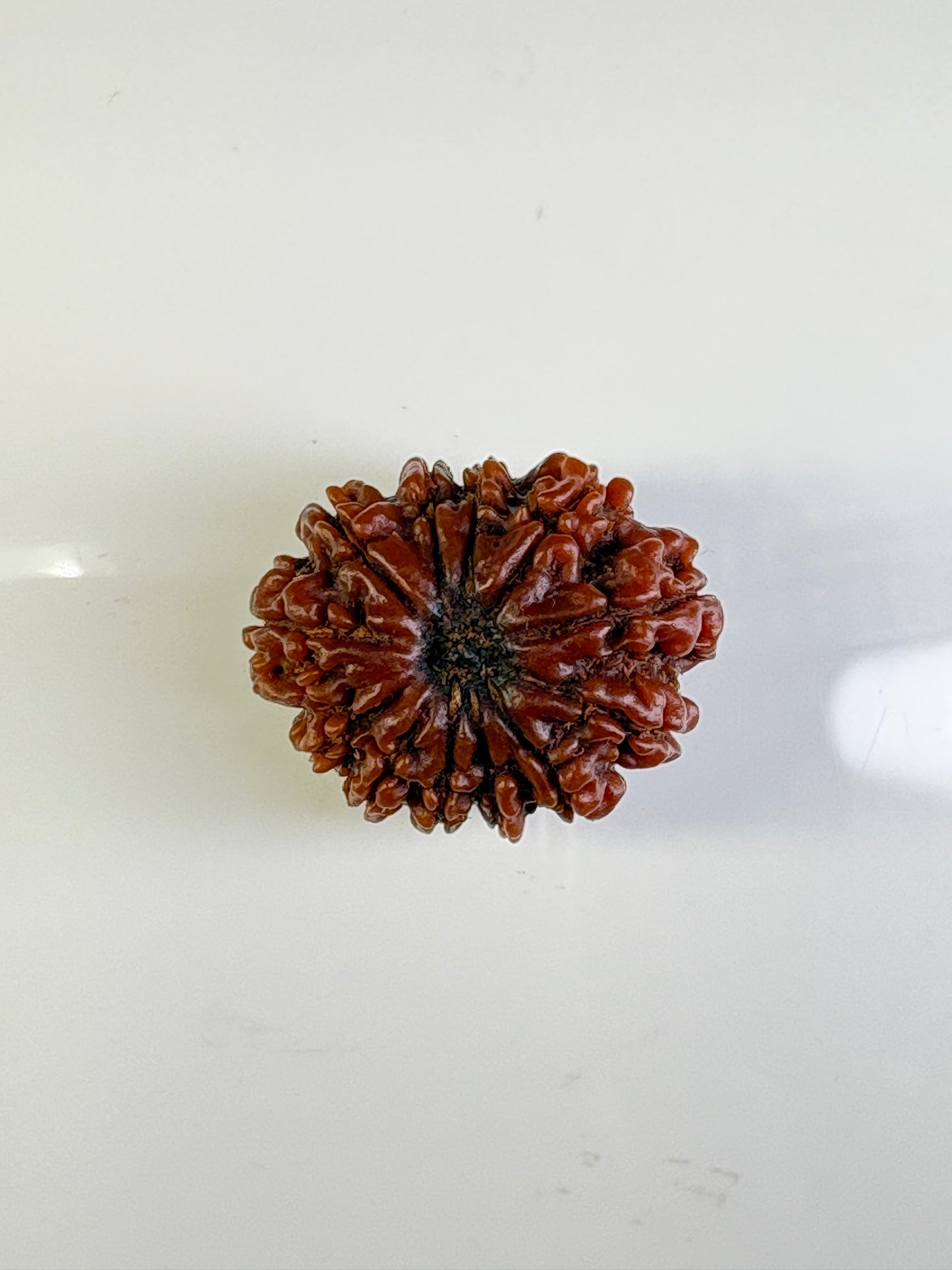 12 Mukhi Rudraksha – Super Collector