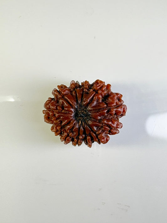 12 Mukhi Rudraksha – Super Collector