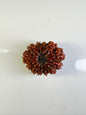 12 Mukhi Rudraksha – Medium