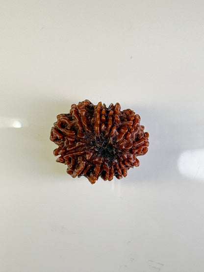 12 Mukhi Rudraksha – Super Collector