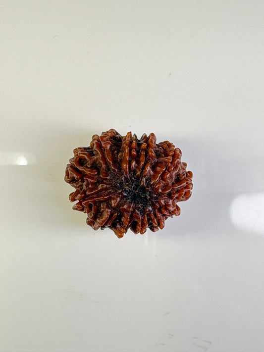 12 Mukhi Rudraksha – Medium