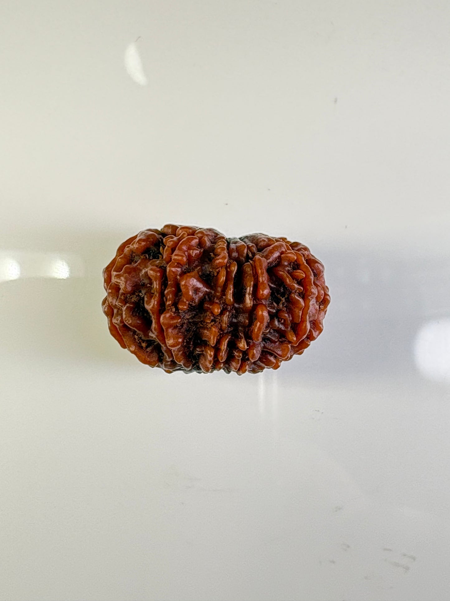 12 Mukhi Rudraksha – Super Collector