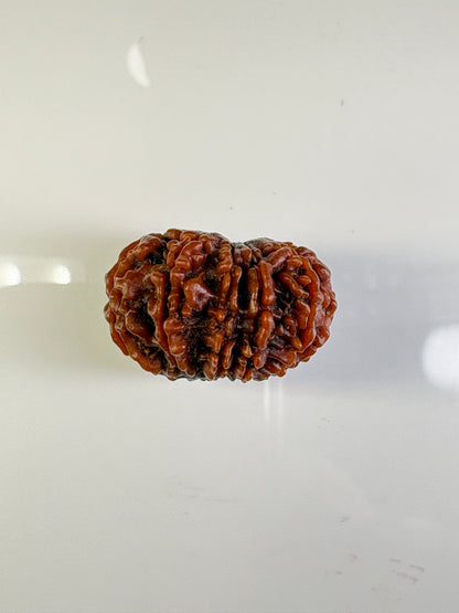 12 Mukhi Rudraksha – Medium