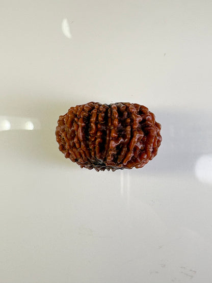 12 Mukhi Rudraksha – Super Collector