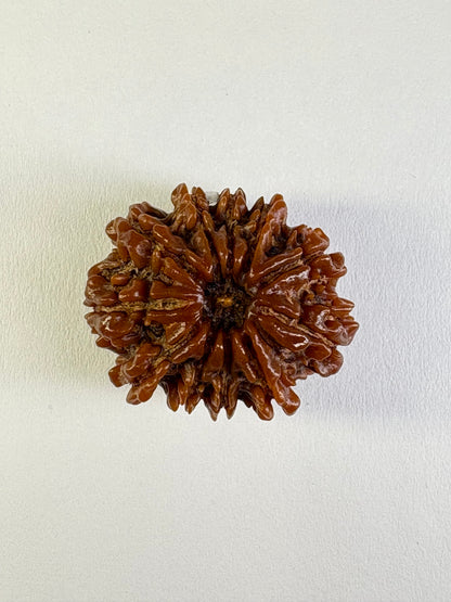 11 Mukhi Rudraksha