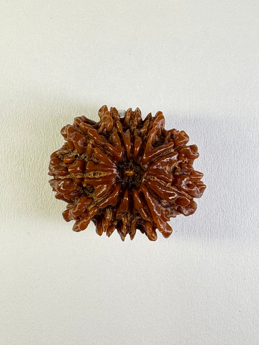 11 Mukhi Rudraksha