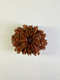 11 Mukhi Rudraksha