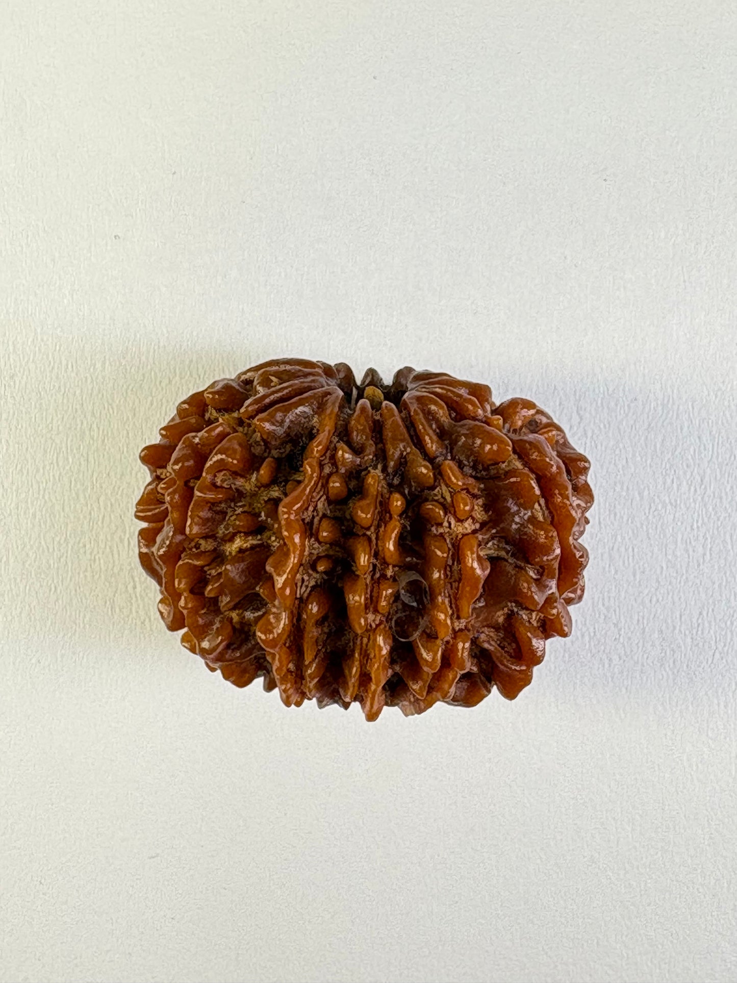 11 Mukhi Rudraksha