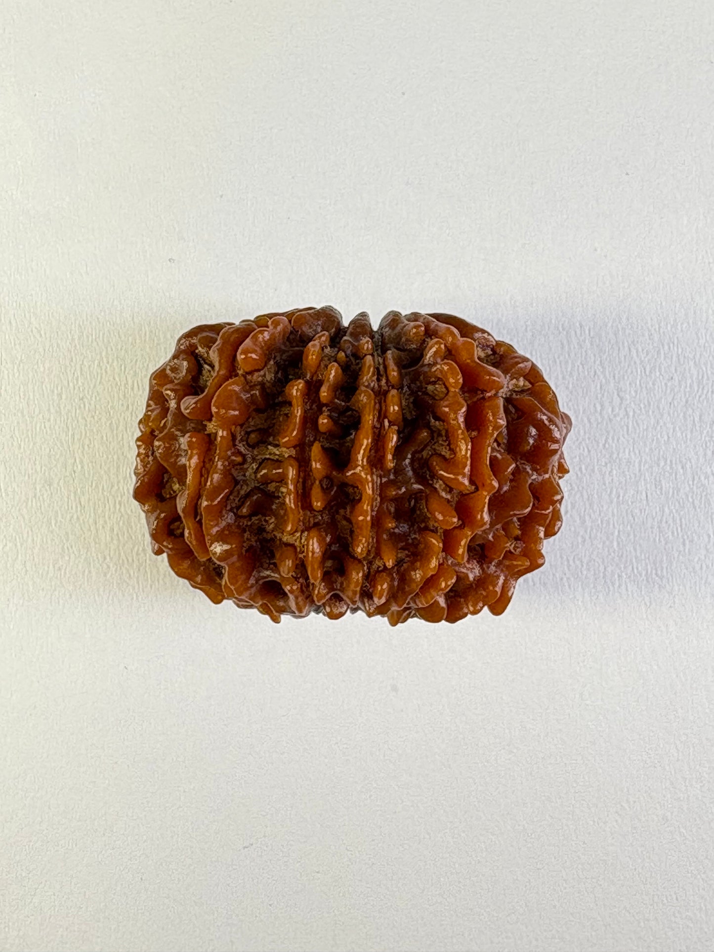 11 Mukhi Rudraksha