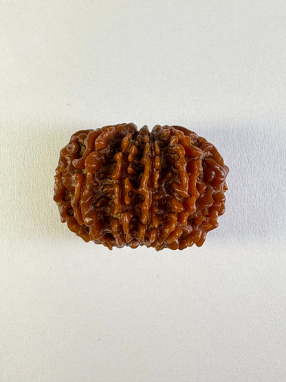 11 Mukhi Rudraksha