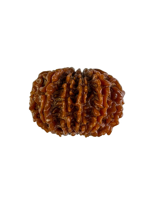 11 Mukhi Rudraksha – Nepal