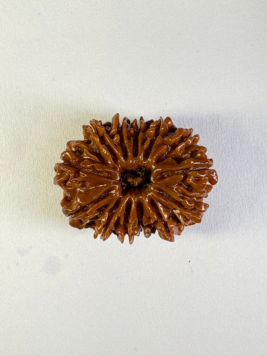 13 Mukhi Rudraksha – Rare