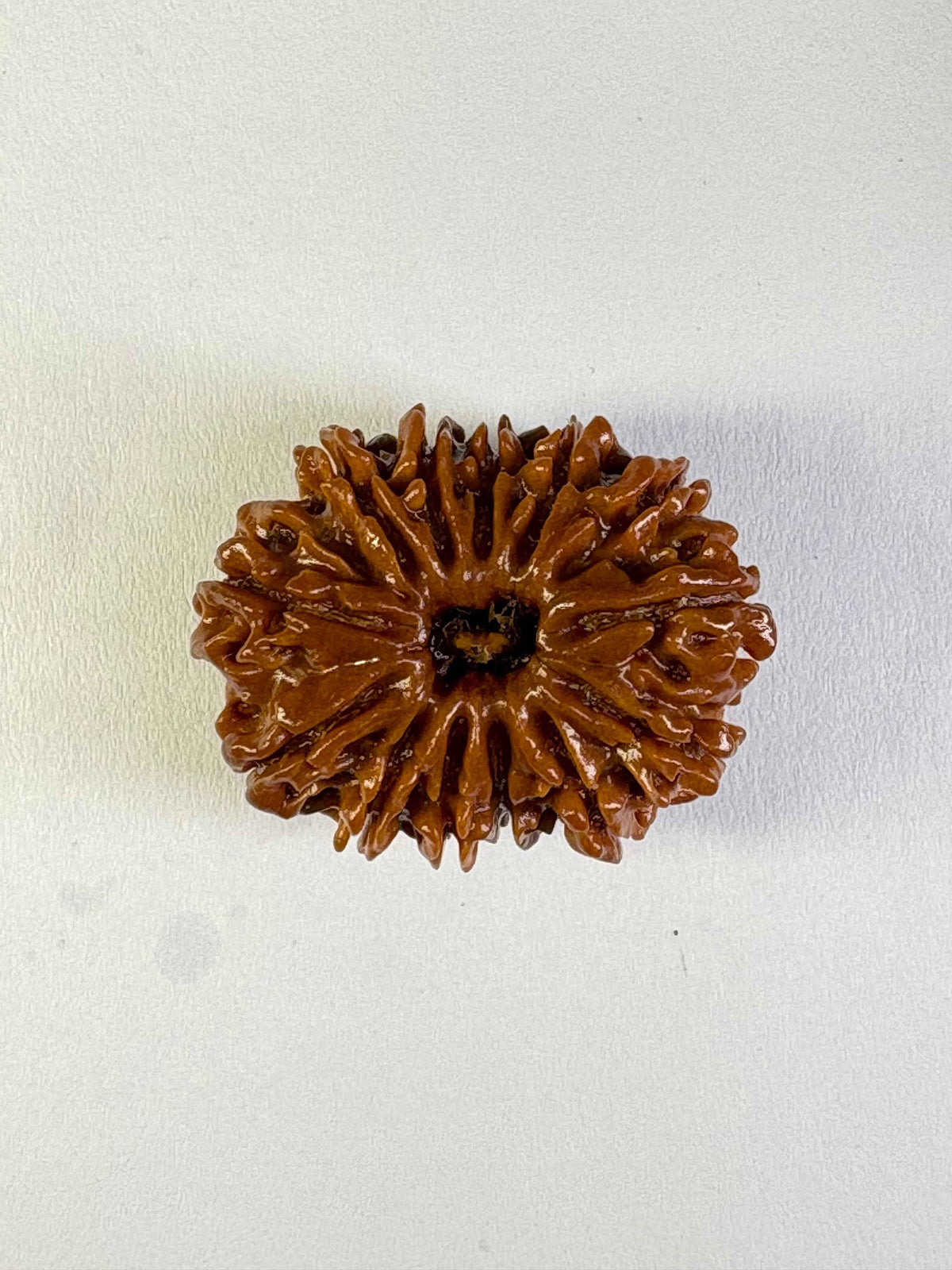 13 Mukhi Rudraksha – Collector
