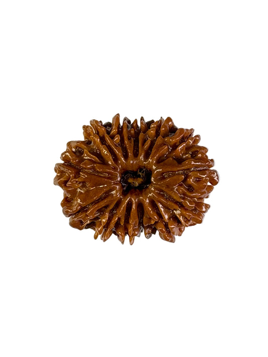 13 Mukhi Rudraksha – Premium – Nepal