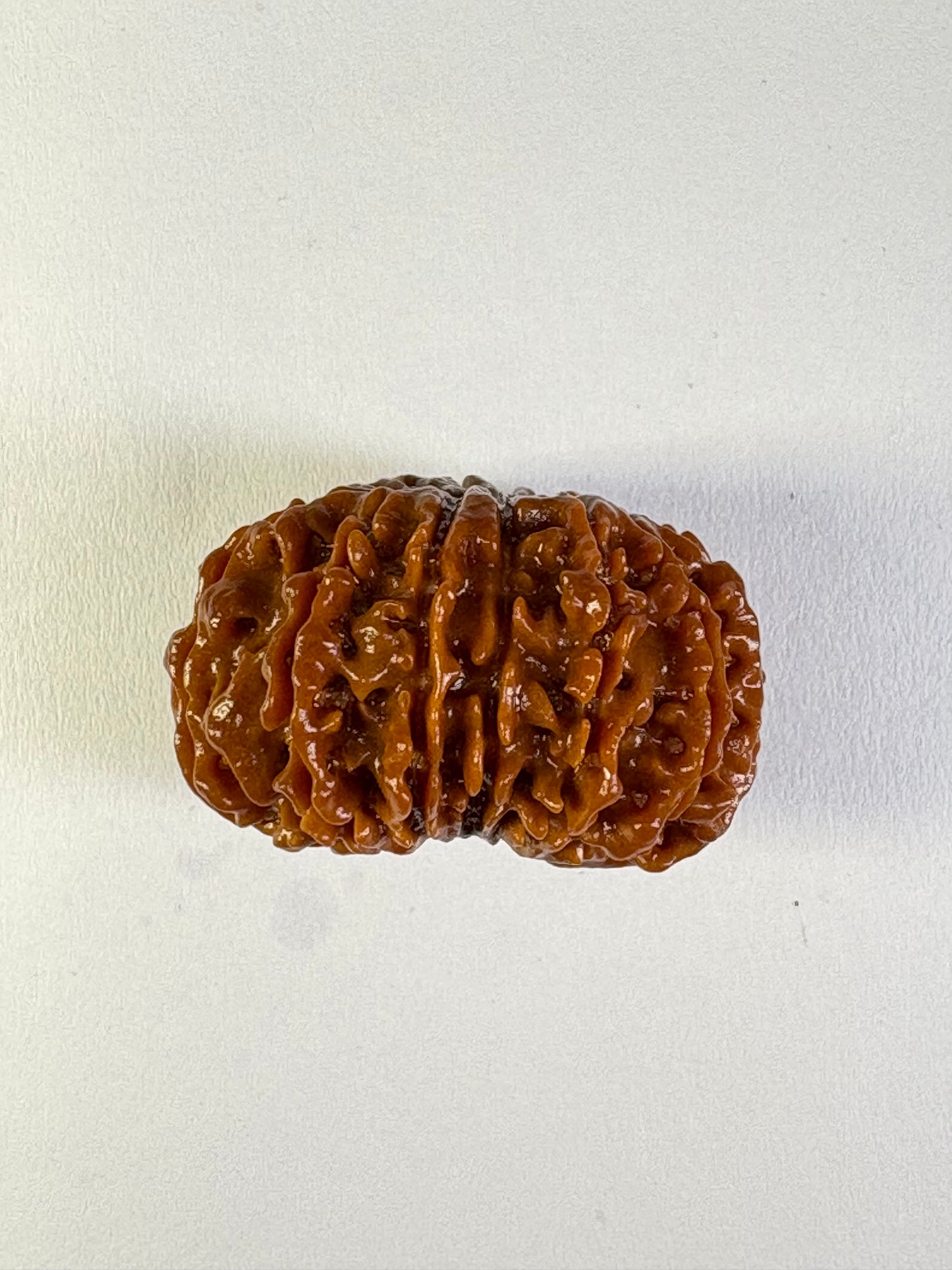 13 Mukhi Rudraksha – Rare
