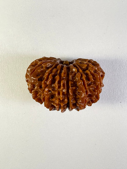 13 Mukhi Rudraksha – Rare