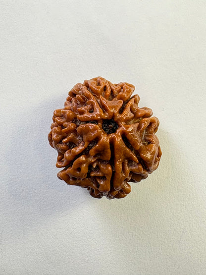 7 Mukhi Rudraksha – Premium