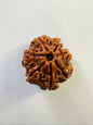 7 Mukhi Rudraksha – Premium