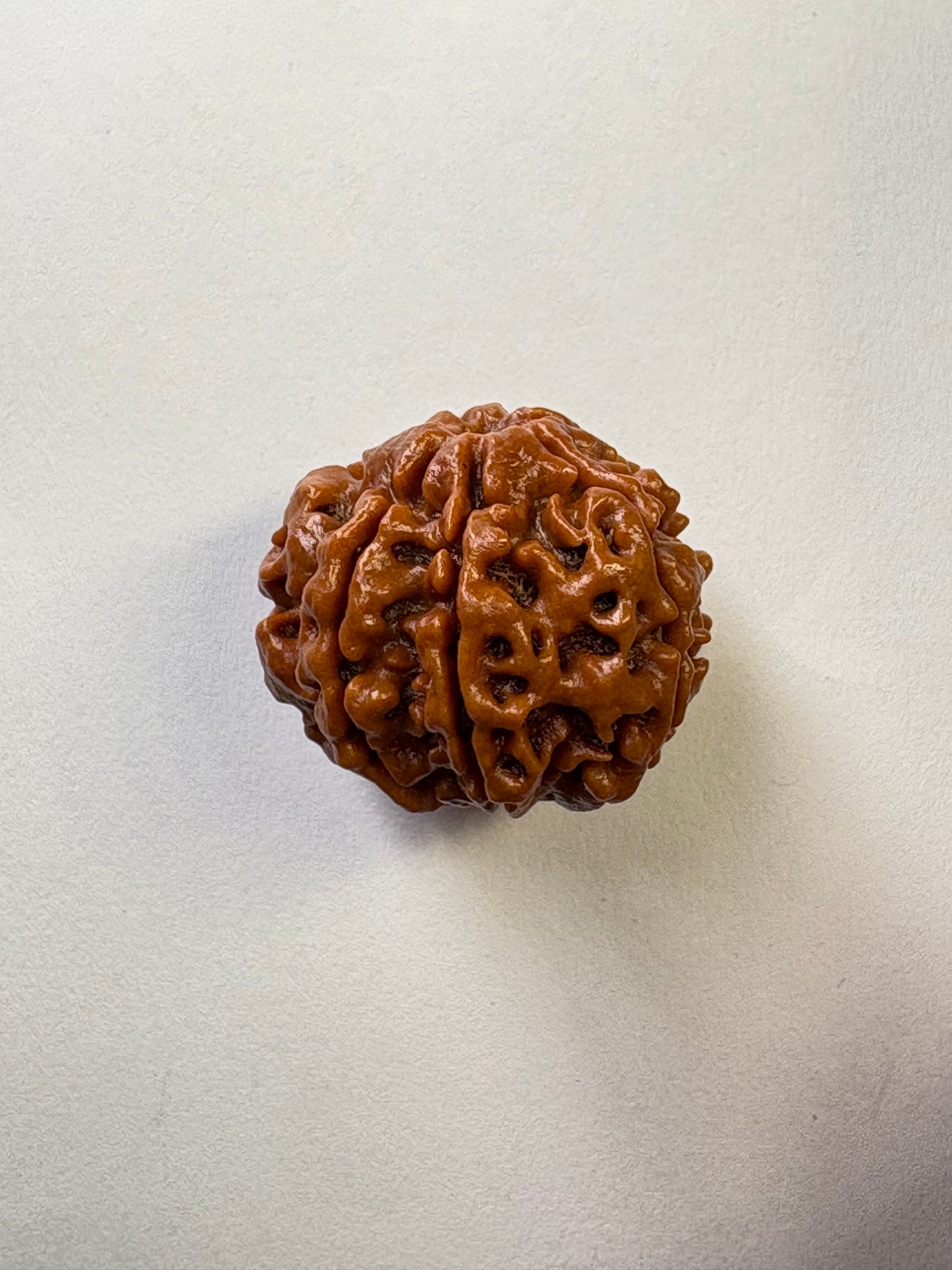 7 Mukhi Rudraksha – Premium